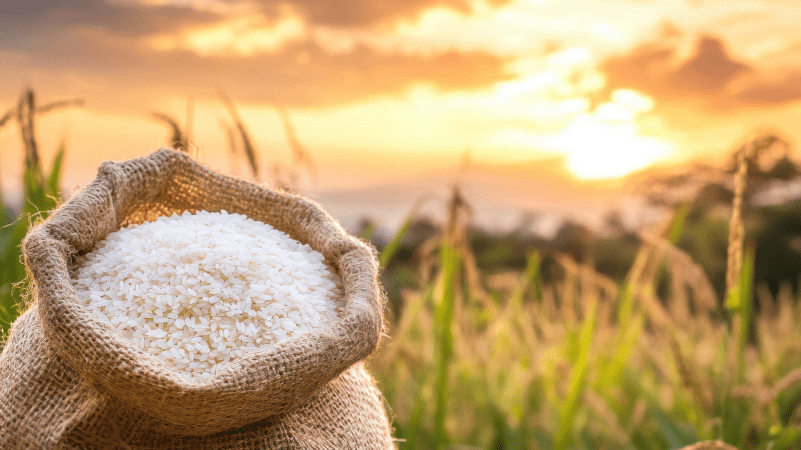 Why Start a Rice Business in the Philippines?